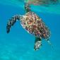 tobagocays 6